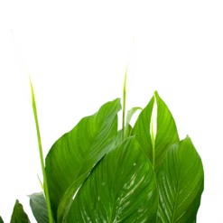 Spathiphyllum Wallisii - Lepelplant - P19 H80 Wit - Kamerplant -Woondecoratie Winkel spathiphyllum wallisii lepelplant p19 h80 wit 5