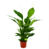 Spathiphyllum Wallisii - Lepelplant - P24 H120 Wit - Kamerplant 1 Spathiphyllum Wallisii - Lepelplant - P24 H120 Wit - Kamerplant -Woondecoratie Winkel spathiphyllum wallisii lepelplant p24 h120 wit 4