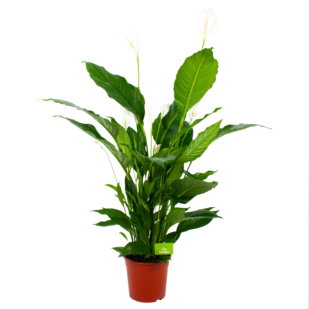 Spathiphyllum Wallisii - Lepelplant - P24 H120 Wit - Kamerplant 3 Spathiphyllum Wallisii - Lepelplant - P24 H120 Wit - Kamerplant