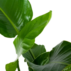 Strelitzia Nicolai - Paradijsvogelpant - P19 H80 - Kamerplant -Woondecoratie Winkel strelitzia nicolai paradijsvogelpant p19 h80 5