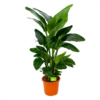 Strelitzia Nicolai - Paradijsvogelpant - P28 H130 - Kamerplant 2 Strelitzia Nicolai - Paradijsvogelpant - P28 H130 - Kamerplant -Woondecoratie Winkel strelitzia nicolai paradijsvogelpant p28 h130 1