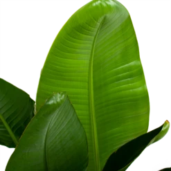 Strelitzia Nicolai - Paradijsvogelpant - P28 H130 - Kamerplant -Woondecoratie Winkel strelitzia nicolai paradijsvogelpant p28 h130 6
