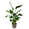Strelitzia Nicolai - Paradijsvogelpant - P32,5 H165 - Kamerplant -Woondecoratie Winkel strelitzia nicolai paradijsvogelpant p32 5 h165 1