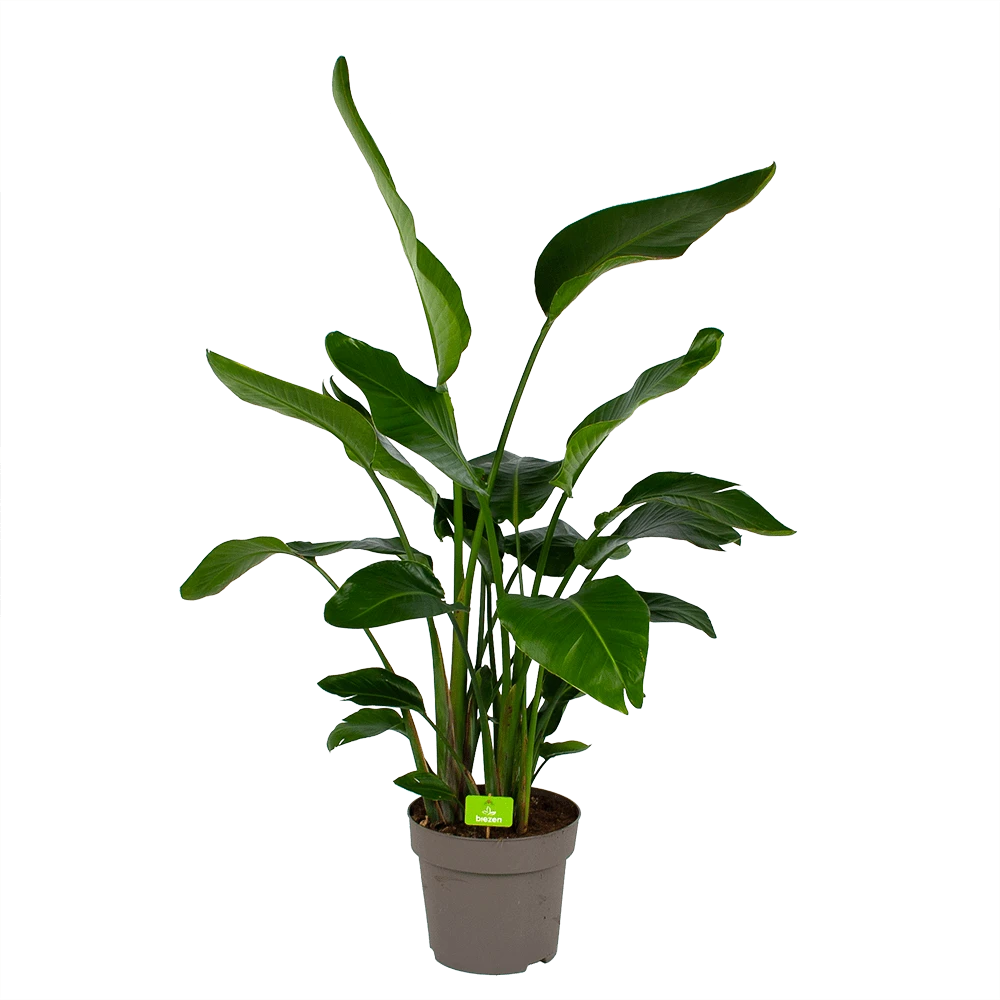 Strelitzia Nicolai - Paradijsvogelpant - P32,5 H165 - Kamerplant 3 Strelitzia Nicolai - Paradijsvogelpant - P32,5 H165 - Kamerplant
