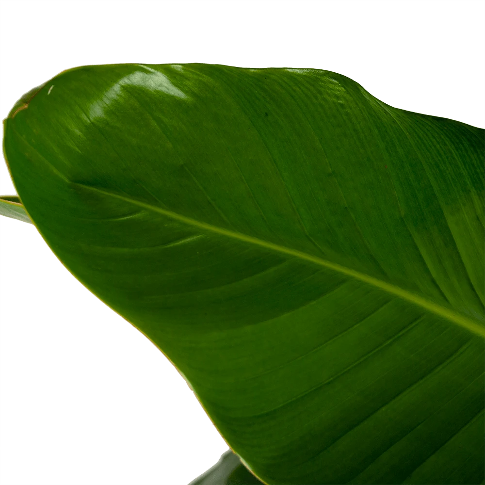 Strelitzia Nicolai - Paradijsvogelpant - P32,5 H165 - Kamerplant 4 Strelitzia Nicolai - Paradijsvogelpant - P32,5 H165 - Kamerplant - Afbeelding 2