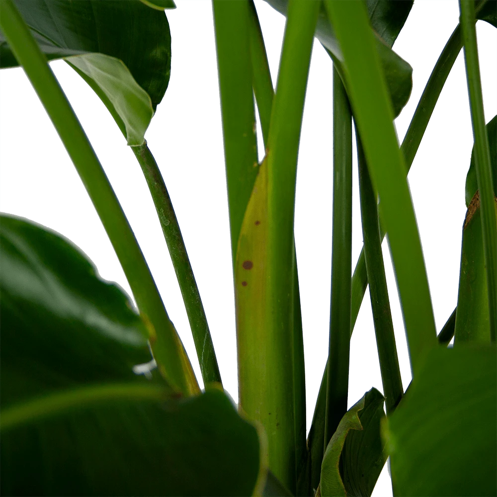 Strelitzia Nicolai - Paradijsvogelpant - P32,5 H165 - Kamerplant 5 Strelitzia Nicolai - Paradijsvogelpant - P32,5 H165 - Kamerplant - Afbeelding 3