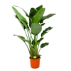 Strelitzia Nicolai - Paradijsvogelpant - P32 H170 - Kamerplant 2 Strelitzia Nicolai - Paradijsvogelpant - P32 H170 - Kamerplant -Woondecoratie Winkel strelitzia nicolai paradijsvogelpant p32 h170 1