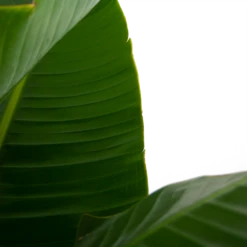 Strelitzia Nicolai - Paradijsvogelpant - P32 H170 - Kamerplant 7 Strelitzia Nicolai - Paradijsvogelpant - P32 H170 - Kamerplant -Woondecoratie Winkel strelitzia nicolai paradijsvogelpant p32 h170 5