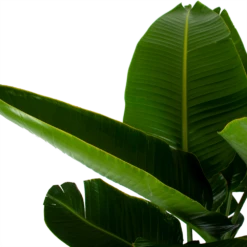 Strelitzia Nicolai - Paradijsvogelpant - P32 H170 - Kamerplant 8 Strelitzia Nicolai - Paradijsvogelpant - P32 H170 - Kamerplant -Woondecoratie Winkel strelitzia nicolai paradijsvogelpant p32 h170 6