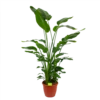 Strelitzia Nicolai - Paradijsvogelpant - P36 H170 - Kamerplant 1 Strelitzia Nicolai - Paradijsvogelpant - P36 H170 - Kamerplant -Woondecoratie Winkel strelitzia nicolai paradijsvogelpant p36 h170 kamerplant 1 1