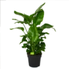 Strelitzia Nicolai - Paradijsvogelpant - P38 H160 - Kamerplant -Woondecoratie Winkel strelitzia nicolai paradijsvogelpant p38 h160 1 1