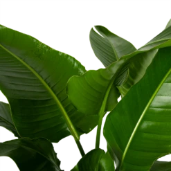 Strelitzia Nicolai - Paradijsvogelpant - P38 H160 - Kamerplant -Woondecoratie Winkel strelitzia nicolai paradijsvogelpant p38 h160 4