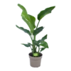Strelitzia Nicolai - Paradijsvogelplant - P17 H60 - Kamerplant 1 Strelitzia Nicolai - Paradijsvogelplant - P17 H60 - Kamerplant -Woondecoratie Winkel strelitzia nicolai paradijsvogelplant p17 h60 1