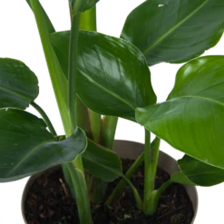 Strelitzia Nicolai - Paradijsvogelplant - P17 H60 - Kamerplant -Woondecoratie Winkel strelitzia nicolai paradijsvogelplant p17 h60 6