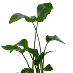 Strelitzia Nicolai - Paradijsvogelplant - P21 H120 - Kamerplant -Woondecoratie Winkel strelitzia nicolai paradijsvogelplant p21 h120 kamerplant 3