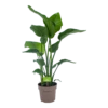 Strelitzia Nicolai - Paradijsvogelplant - P21 H90 - Kamerplant -Woondecoratie Winkel strelitzia nicolai paradijsvogelplant p21 h90 1