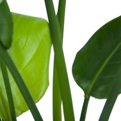 Strelitzia Nicolai - Paradijsvogelplant - P21 H90 - Kamerplant 8 Strelitzia Nicolai - Paradijsvogelplant - P21 H90 - Kamerplant -Woondecoratie Winkel strelitzia nicolai paradijsvogelplant p21 h90 6