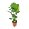 Strelitzia Nicolai - Paradijsvogelplant - P27 H110 - Kamerplant -Woondecoratie Winkel strelitzia nicolai paradijsvogelplant p27 h110 1 2