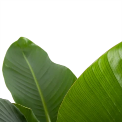 Strelitzia Nicolai - Paradijsvogelplant - P27 H110 - Kamerplant -Woondecoratie Winkel strelitzia nicolai paradijsvogelplant p27 h110 6 2