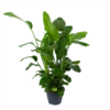 Strelitzia Nicolai - Paradijsvogelplant - P35 H130 - Kamerplant -Woondecoratie Winkel strelitzia nicolai paradijsvogelplant p35 h130 1