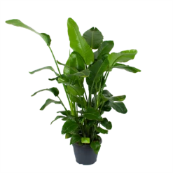 Woondecoratie Winkel 19 Strelitzia Nicolai - Paradijsvogelplant - P35 H130 - Kamerplant