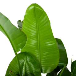 Woondecoratie Winkel -Woondecoratie Winkel strelitzia nicolai paradijsvogelplant p35 h130 5