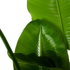 Strelitzia Nicolai - Paradijsvogelplant - P35 H130 - Kamerplant -Woondecoratie Winkel strelitzia nicolai paradijsvogelplant p35 h130 6