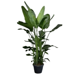 Strelitzia Nicolai - Paradijsvogelplant - P35 H200 - Kamerplant