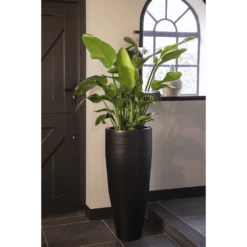 Strelitzia Nicolai - Paradijsvogelplant - P35 H200 - Kamerplant -Woondecoratie Winkel strelitzia nicolai paradijsvogelplant p35 h200 5