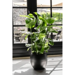 Strelitzia Nicolai - Paradijsvogelplant - P35 H200 - Kamerplant -Woondecoratie Winkel strelitzia nicolai paradijsvogelplant p35 h200 6