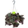 Tradescantia Little Hill - Vaderplant - In Hangpot - P17 H40 - Kamerplant -Woondecoratie Winkel tradescantia puple heart vaderplant p17 h40 4