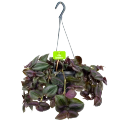 Tradescantia Little Hill - Vaderplant - In Hangpot - P17 H40 - Kamerplant