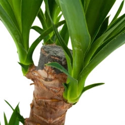 Yucca - Palmlelie - P17 H70 - Kamerplant -Woondecoratie Winkel yucca palmlelie p17 h70 6