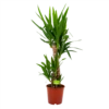 Yucca - Palmlelie - P19 H90 - Kamerplant 1 Yucca - Palmlelie - P19 H90 - Kamerplant -Woondecoratie Winkel yucca palmlelie p19 h90 4