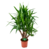 Yucca - Vertakt - Palmlelie - P24 H100 - Kamerplant -Woondecoratie Winkel yucca vertakt palmlelie p24 h100 1 1