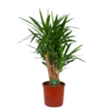 Yucca - Vertakt - Palmlelie - P34 H140 - Kamerplant 1 Yucca - Vertakt - Palmlelie - P34 H140 - Kamerplant -Woondecoratie Winkel yucca vertakt palmlelie p34 h140 kamerplant 1