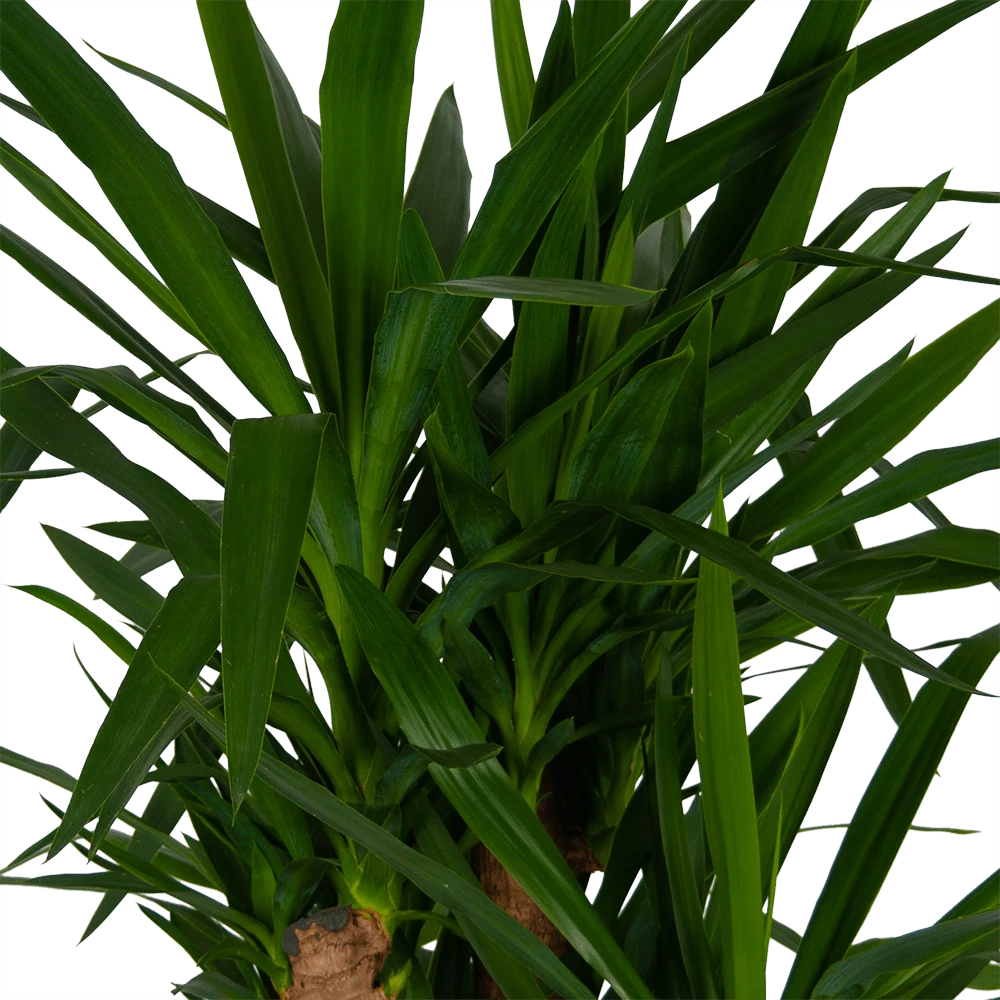 Yucca - Vertakt - Palmlelie - P34 H140 - Kamerplant 4 Yucca - Vertakt - Palmlelie - P34 H140 - Kamerplant - Afbeelding 2