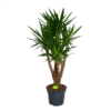 Yucca - Vertakt - Palmlelie - P35 H150 - Kamerplant -Woondecoratie Winkel yucca vertakt palmlelie p35 h150 1