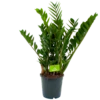Zamioculcas Zamiifolia - Emerald Palm - P21 H80 - Kamerplant