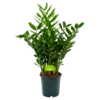 Zamioculcas Zamiifolia - Emerald Palm - P24 H90 - Kamerplant 1 Zamioculcas Zamiifolia - Emerald Palm - P24 H90 - Kamerplant -Woondecoratie Winkel zamioculcas zamiifolia emerald palm p24 h90 4